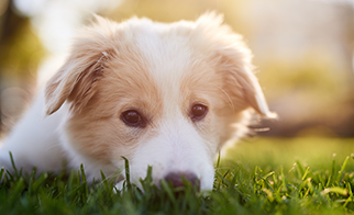 10 Ways to Stress Out Your Dog