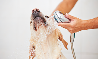 dog getting bathed