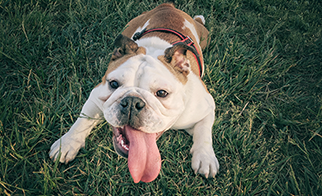 Common Issues in Brachycephalic (Squished Face) Dogs