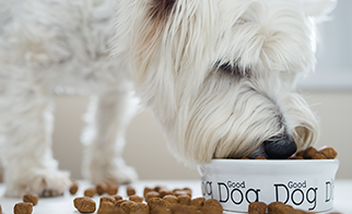 nutritious food for dogs