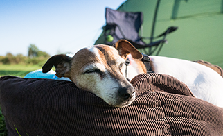 Summer Camping Tips For Your Dog