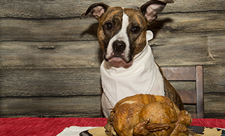 Thanksgiving food and your pets