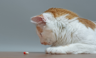 Toxic medications and your pets