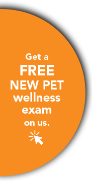Free new pet exam 3rd callout