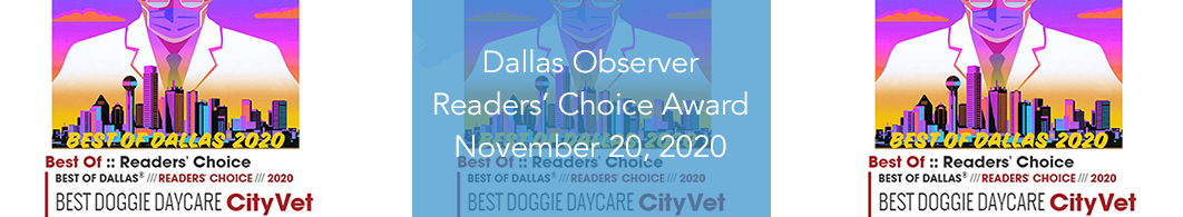 CityVet voted Dallas Observers Readers' Choice for Best Doggie DayCare of 2020