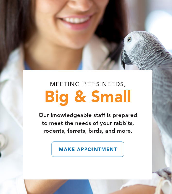 Make an Appointment with CityVet